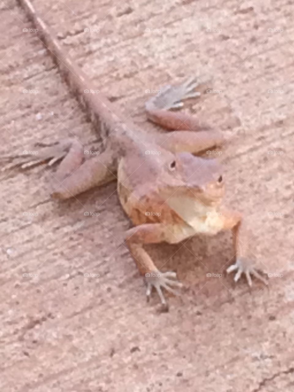 Hello little fella❤