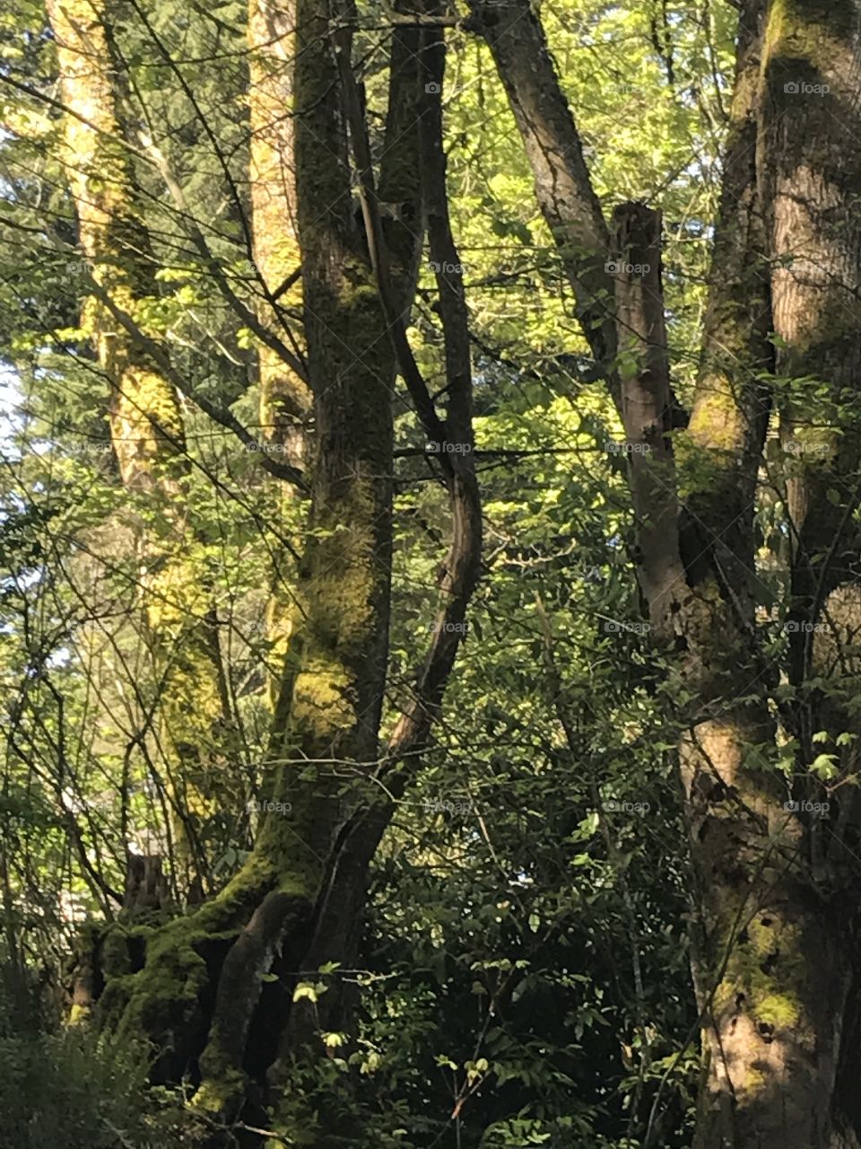 The woods around my apartment