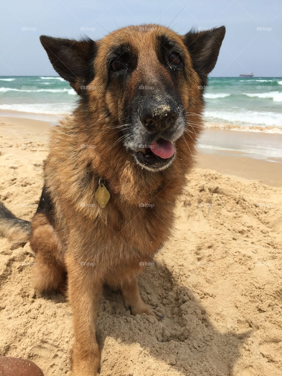 Cute german shepherd dog