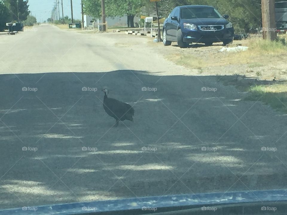 Unknown, wild bird crosses the road in a residential neighborhood.