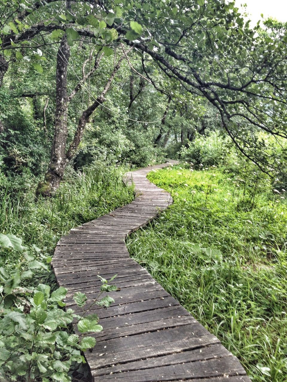 wooden path