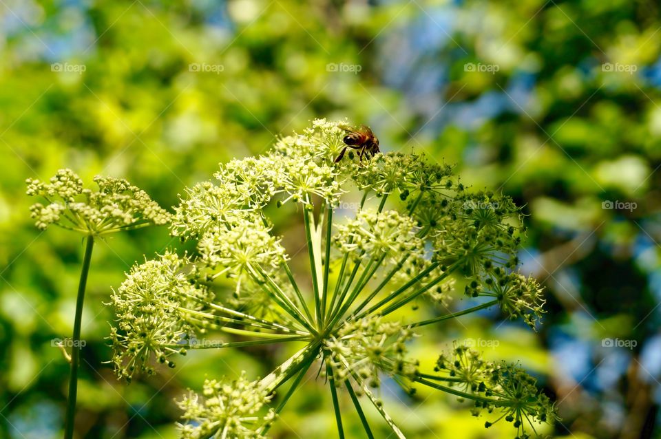 Bee pollinating on flower