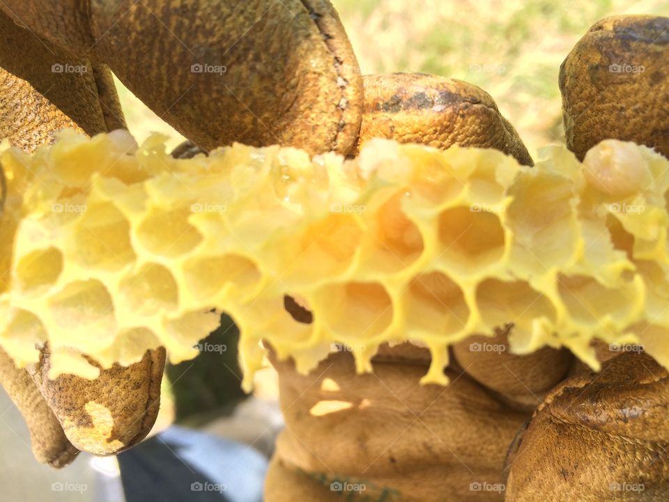 Brood Comb with Larva Closeup