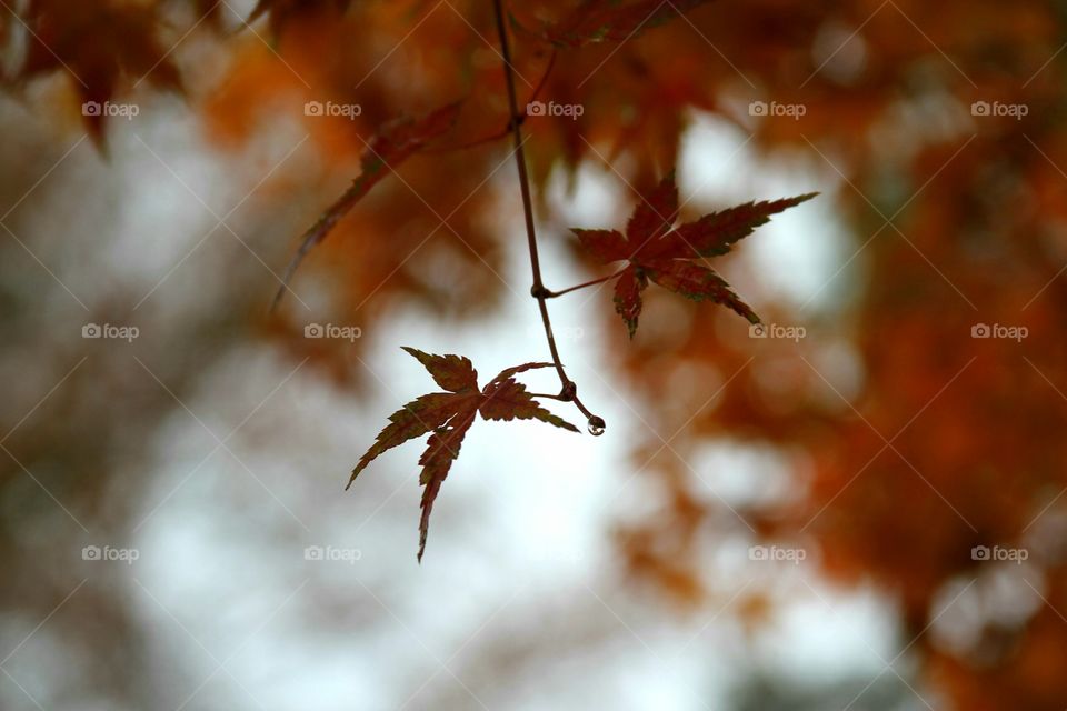 autumn maple leaves in the rain