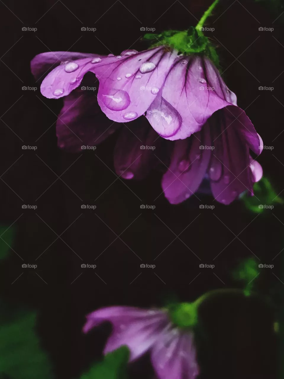 Purple wet flower on black background 