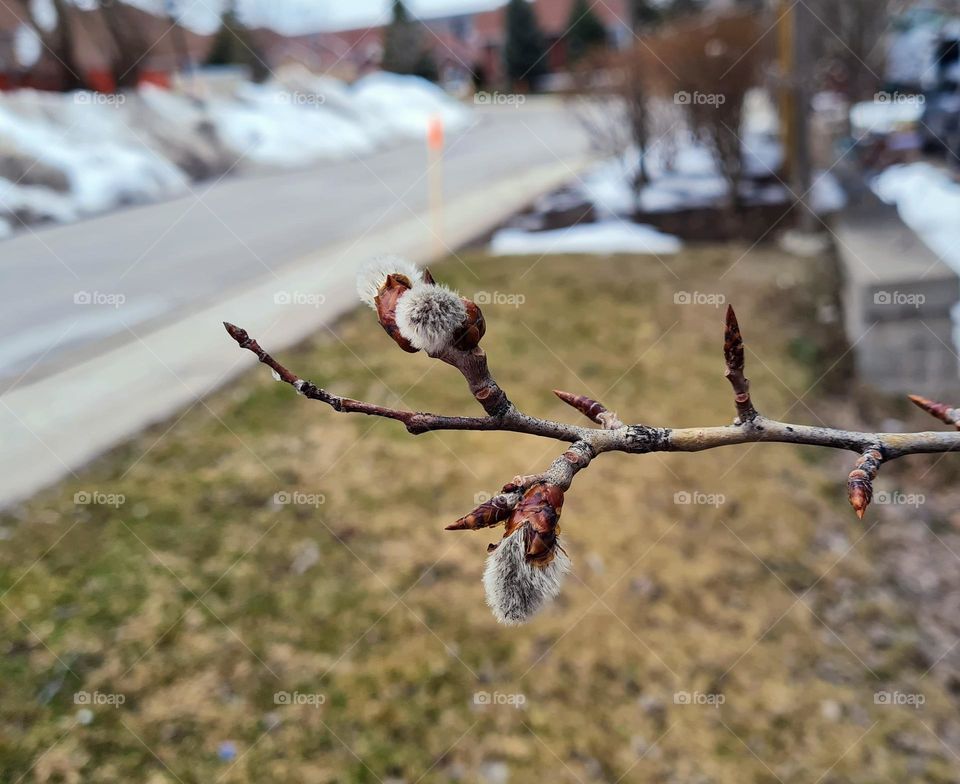 Signs of Spring