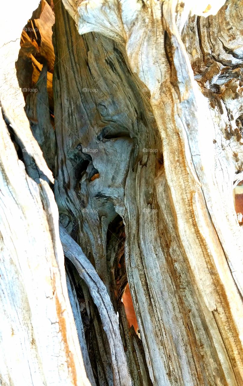 driftwood.  imagine a face.