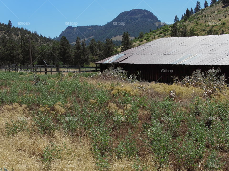 An old wooden barn with a metal roof in an abandoned pasture overgrown with wild grasses and weeds in Eastern Oregon on a sunny summer day. 