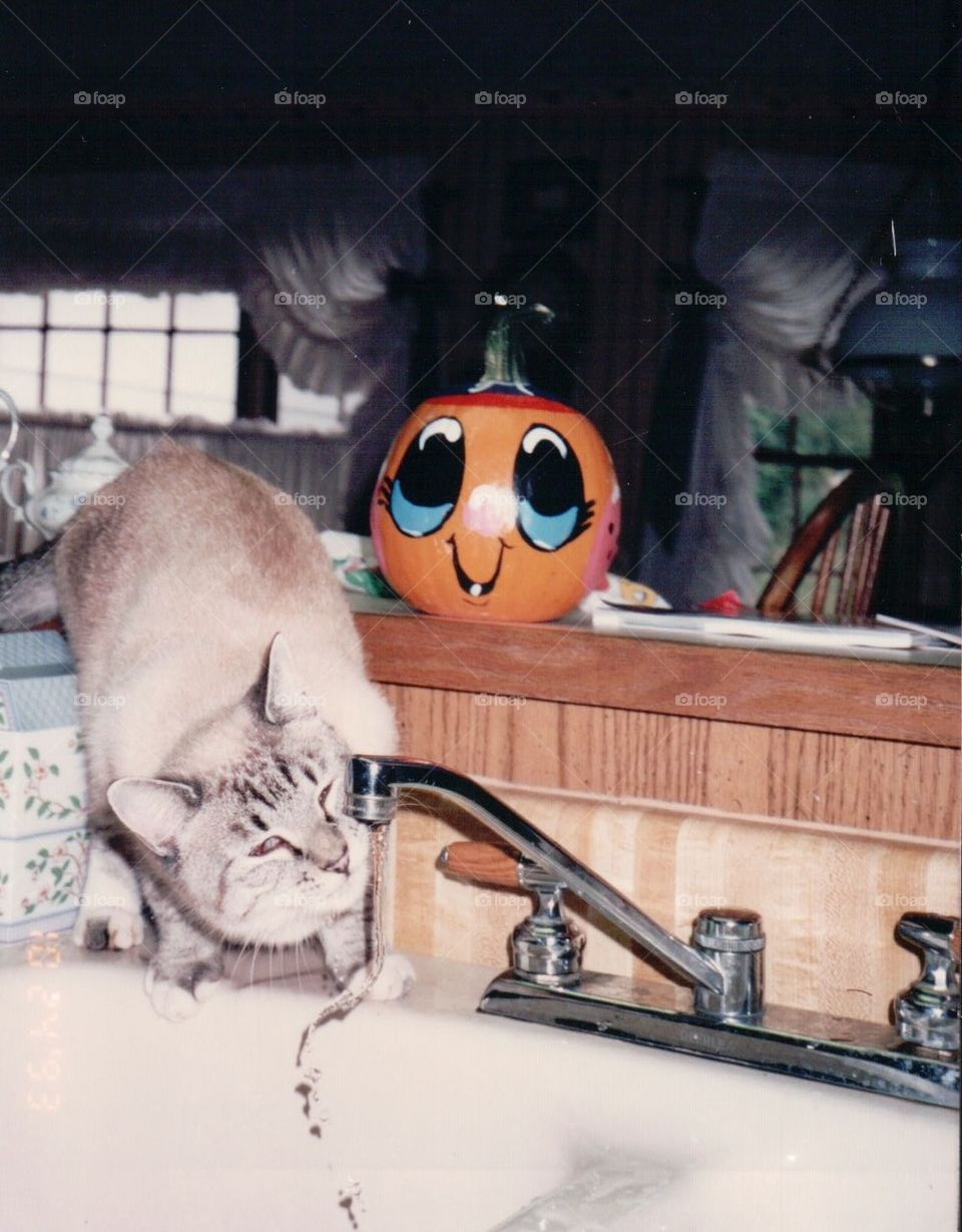 Cat drinking water from sink