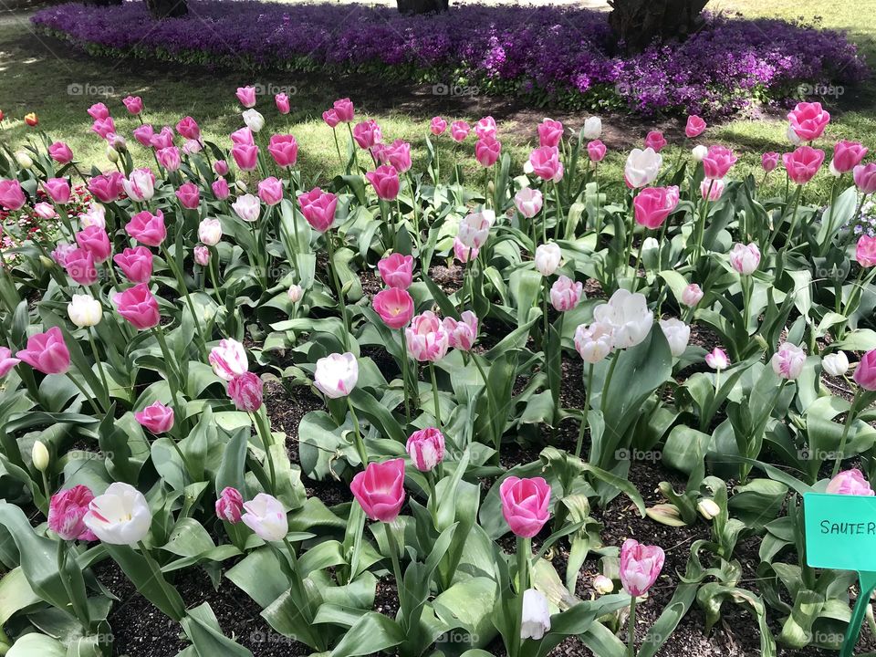 Tulip top garden Canberra 2018