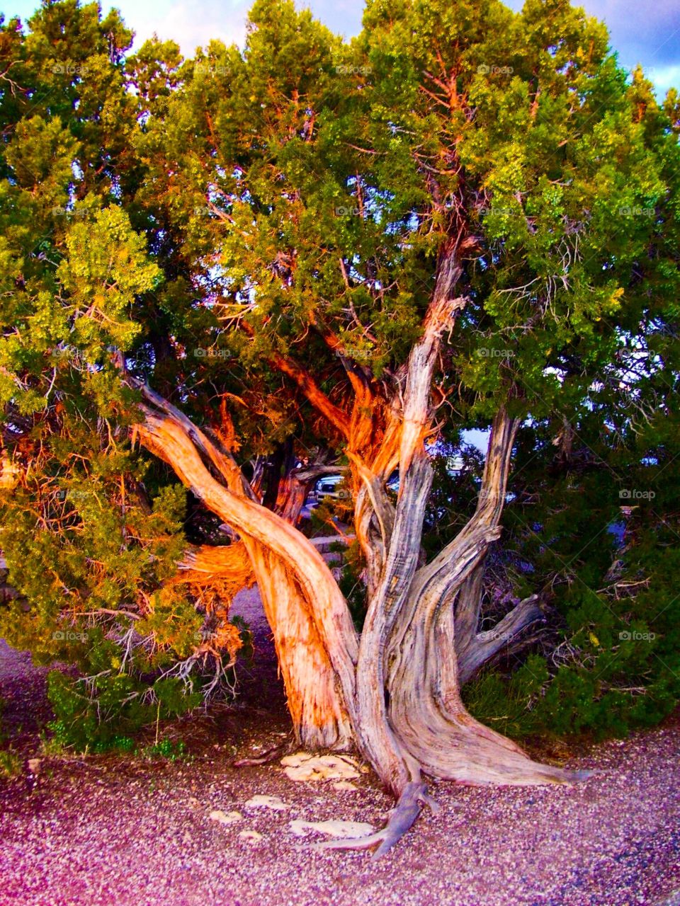 Tree at sunset