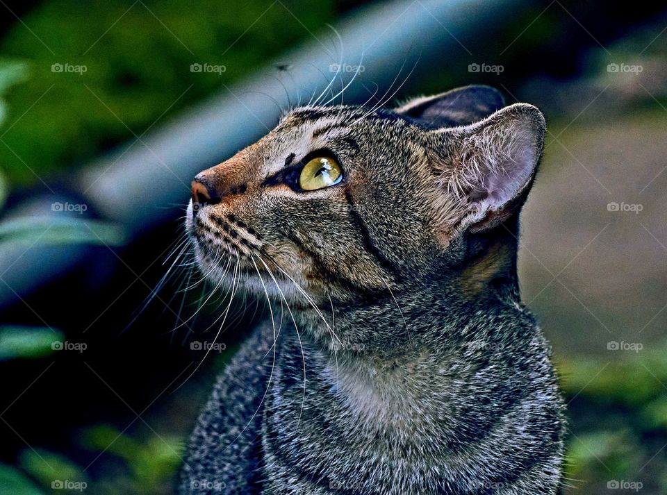 Egyptian mau cat  - Domestic