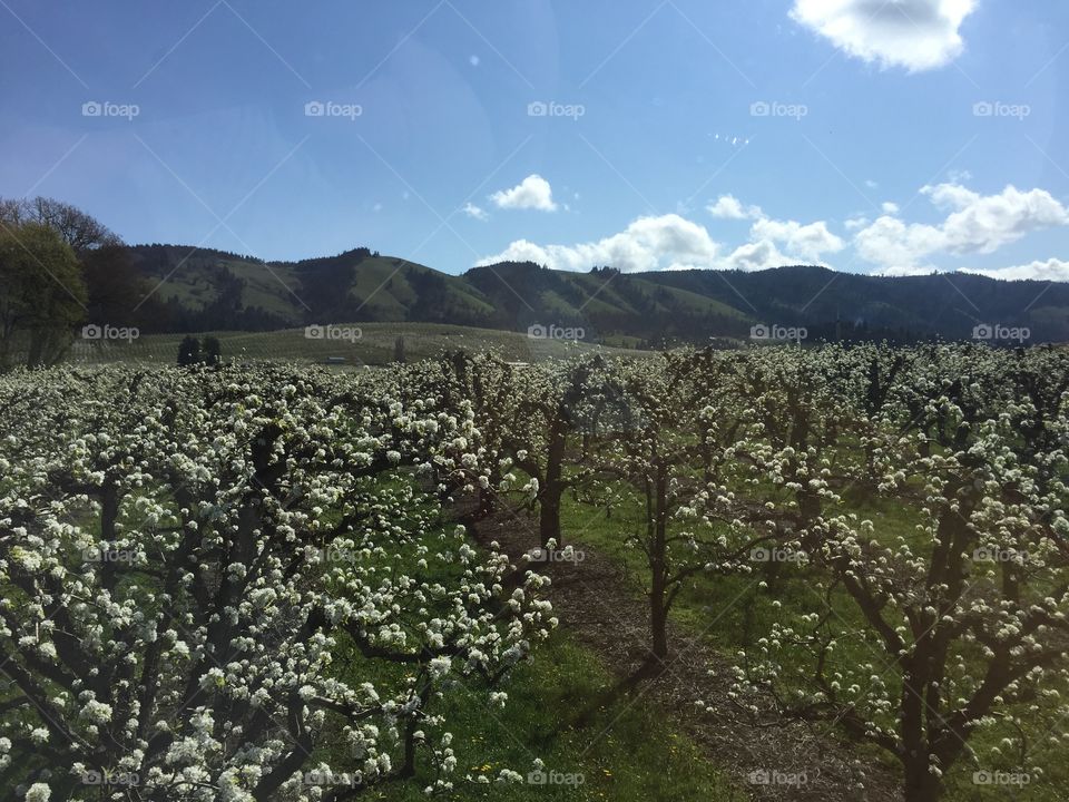 Apple orchard 
