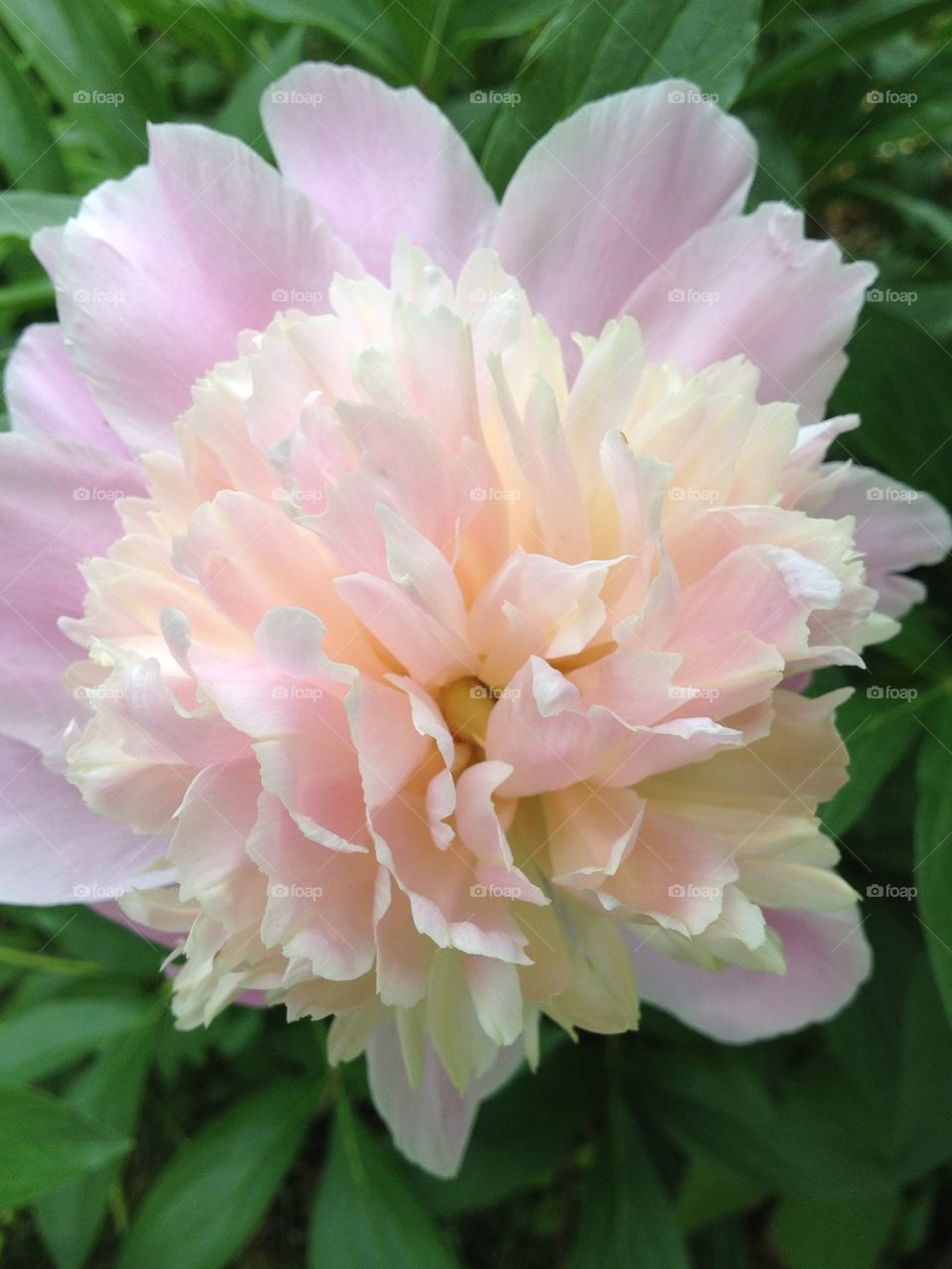 Pink Peony