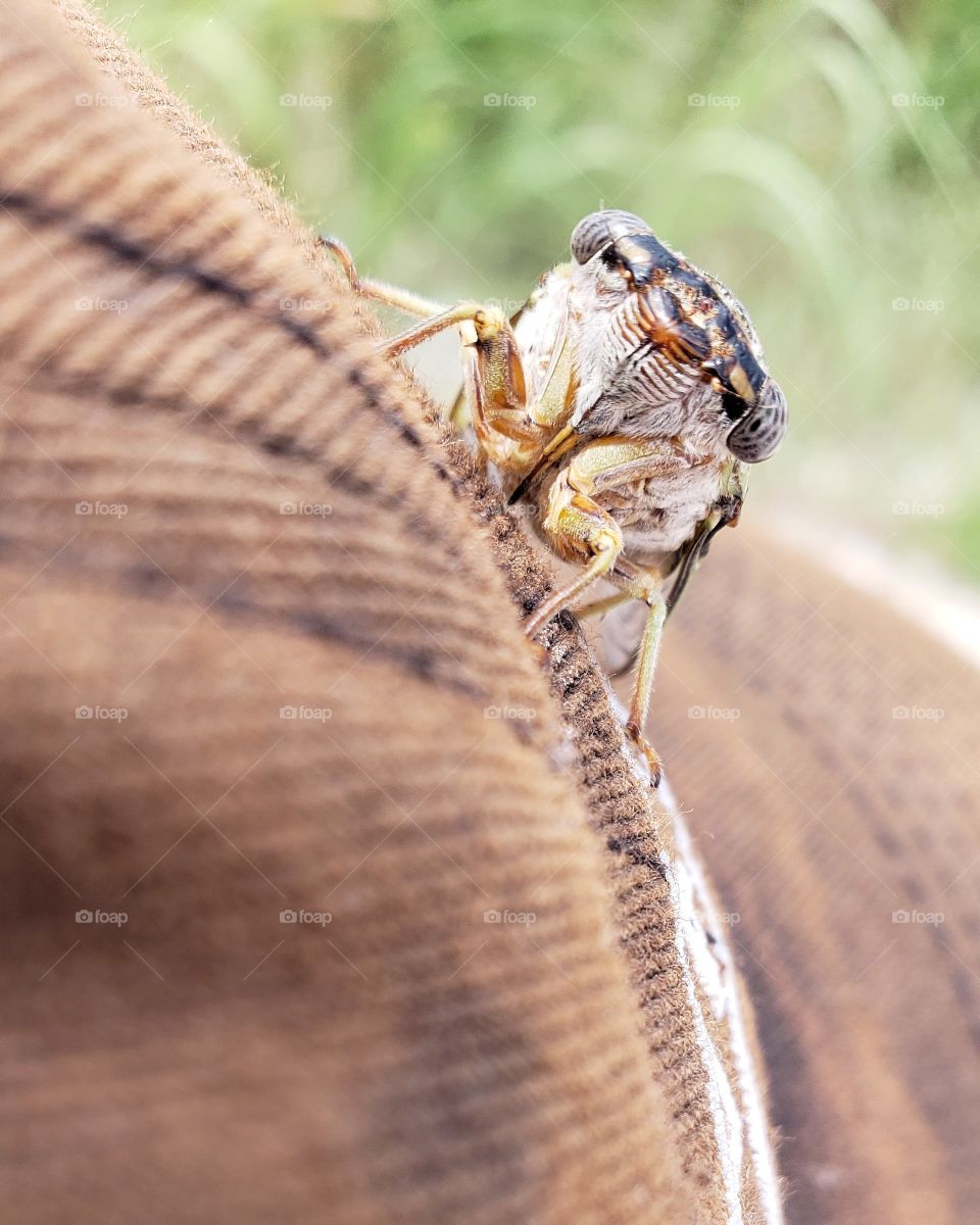 Cicada bug on a ball cap