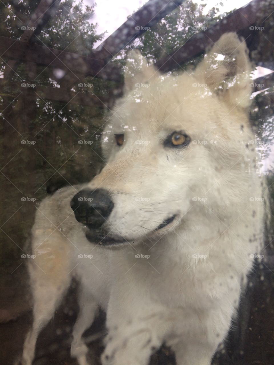 Fargo the Arctic Wolf at Turtle Back Zoo in West Orange NJ