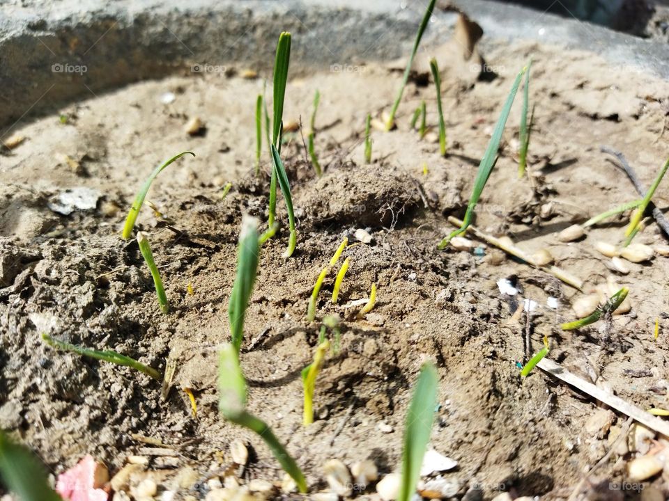 wheat grass sprout 🌱