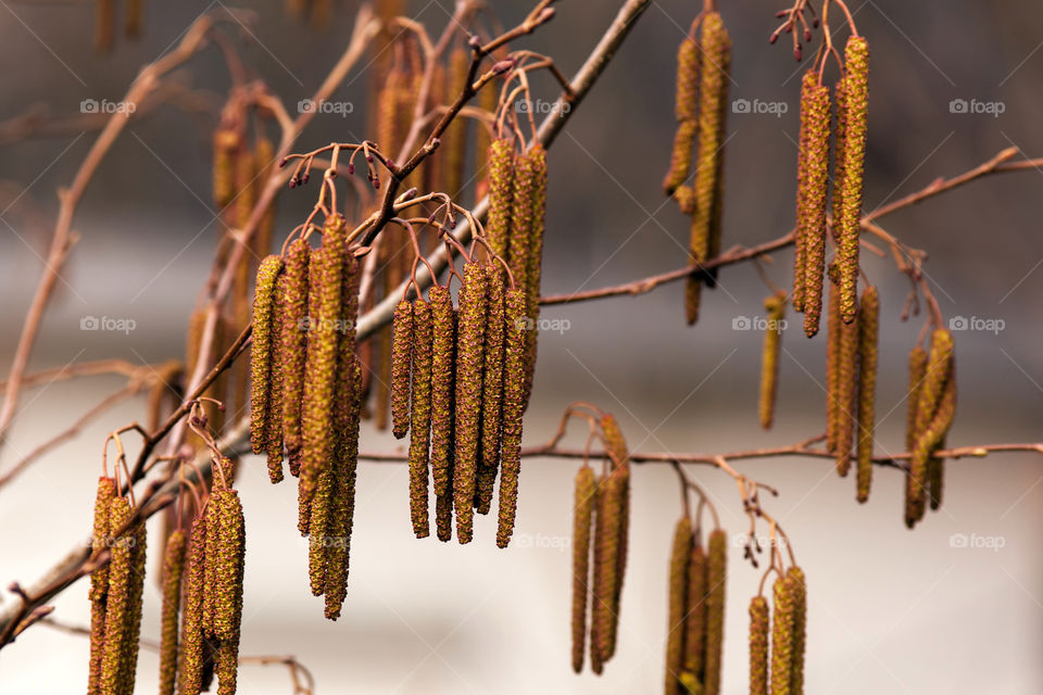 Hazel catkins