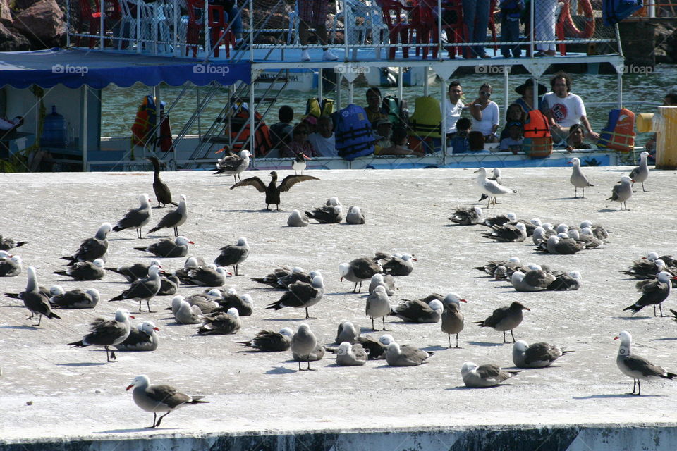 Bird, Pigeon, Water, Seagulls, Animal