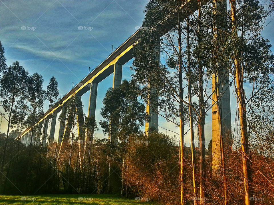 Over bridge on trees