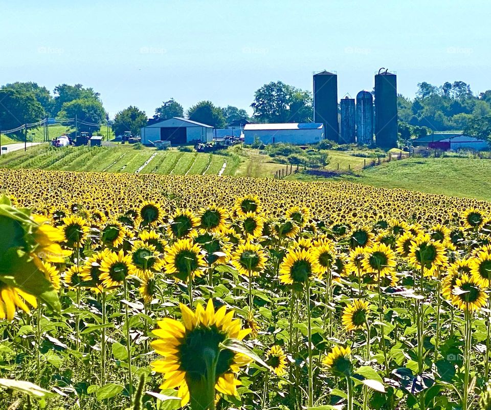 Field of sunflowers 