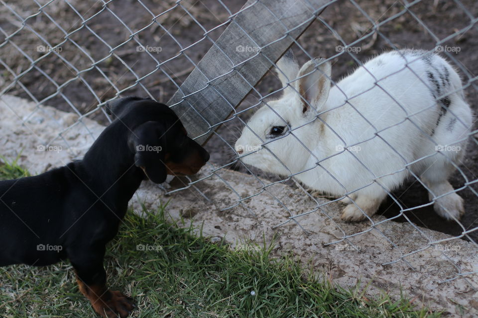 puppy and rabbit looking intently