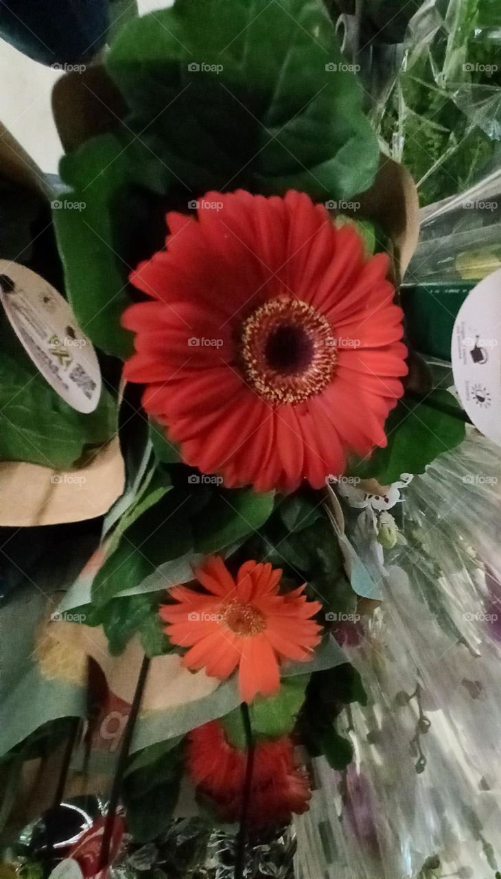 Gérbera  Vermelha: A Flor do  Amor, alegria, beleza, exuberância,  felicidade, otimismo, sucesso  e vitalidade
