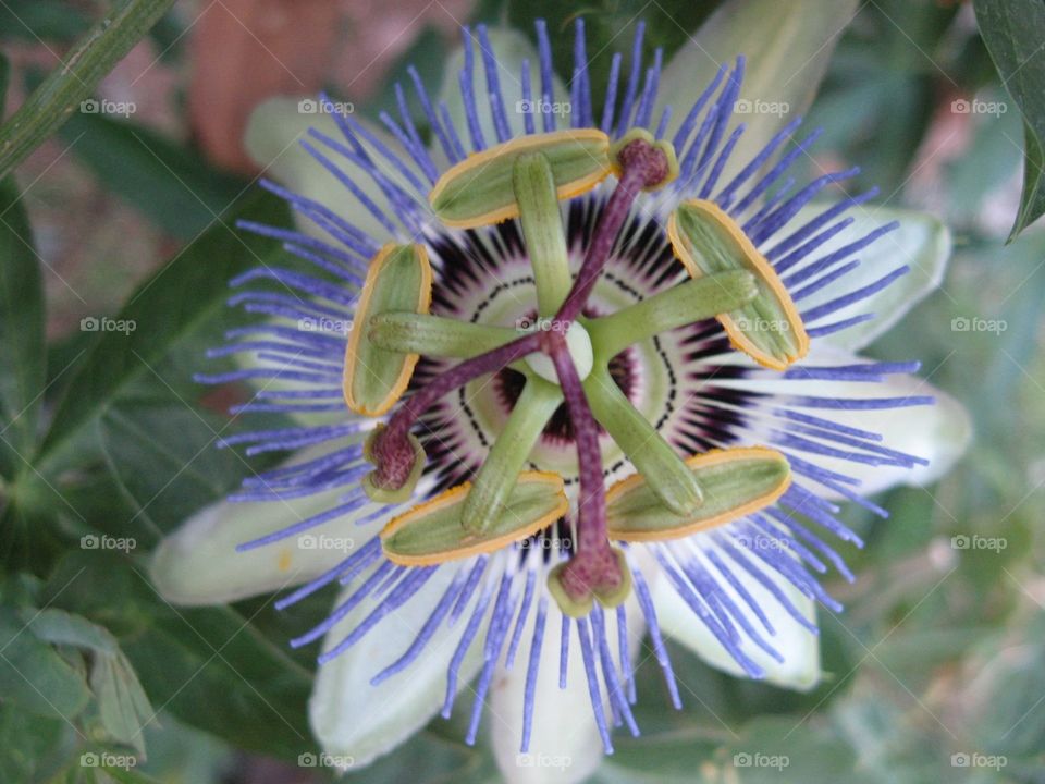 Passion flower in bloom