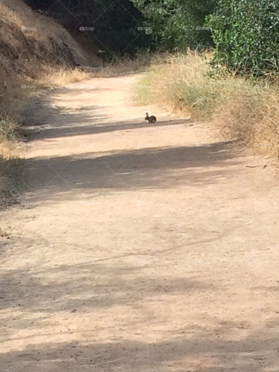 Bunny trail