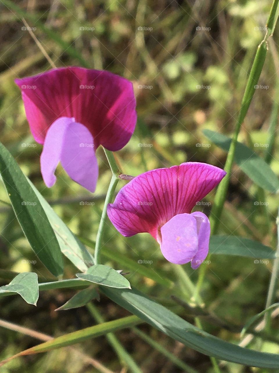 Wild little Sweet Pea