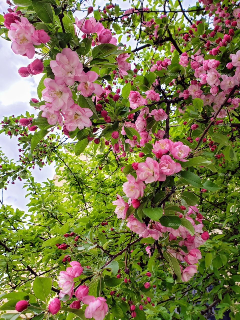 pink blossoms