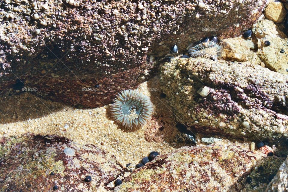 Tide pools with sea anemone