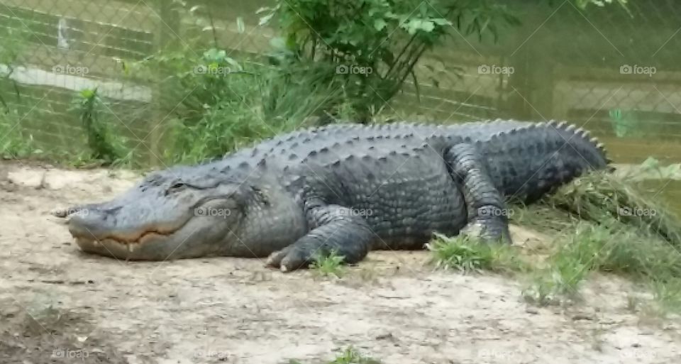 Gator surprise. this gator invited himself to a backyard picnic at Edisto