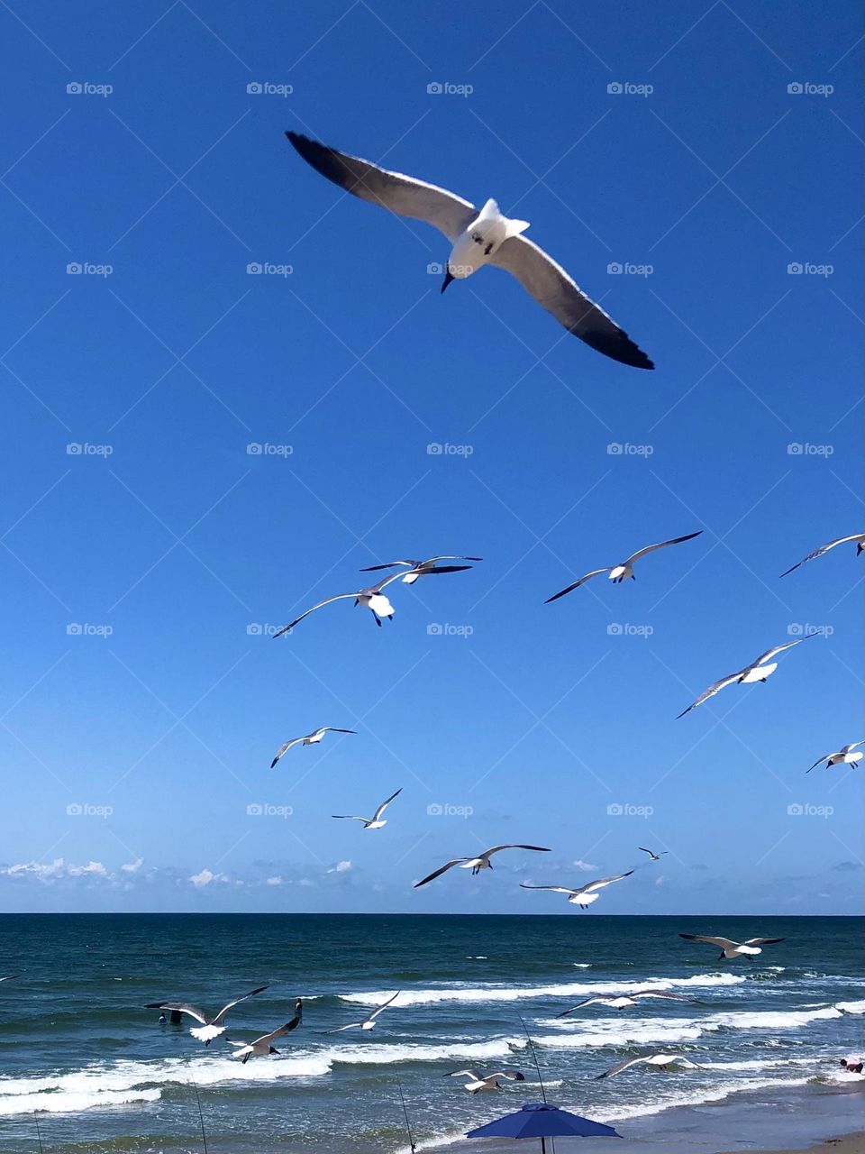 Seagulls flying over the sea wall in Galveston TX. This is the bluest you will see this water - it was gorgeous for Galveston!!