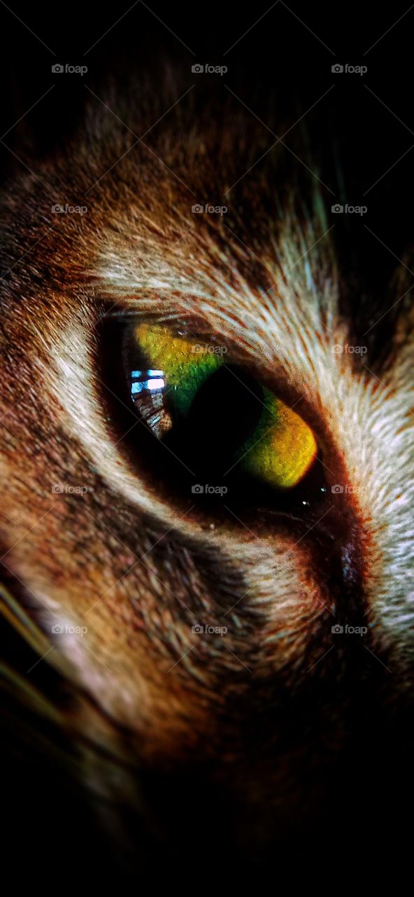 Close up shot of the eye. 
eye of the cat.