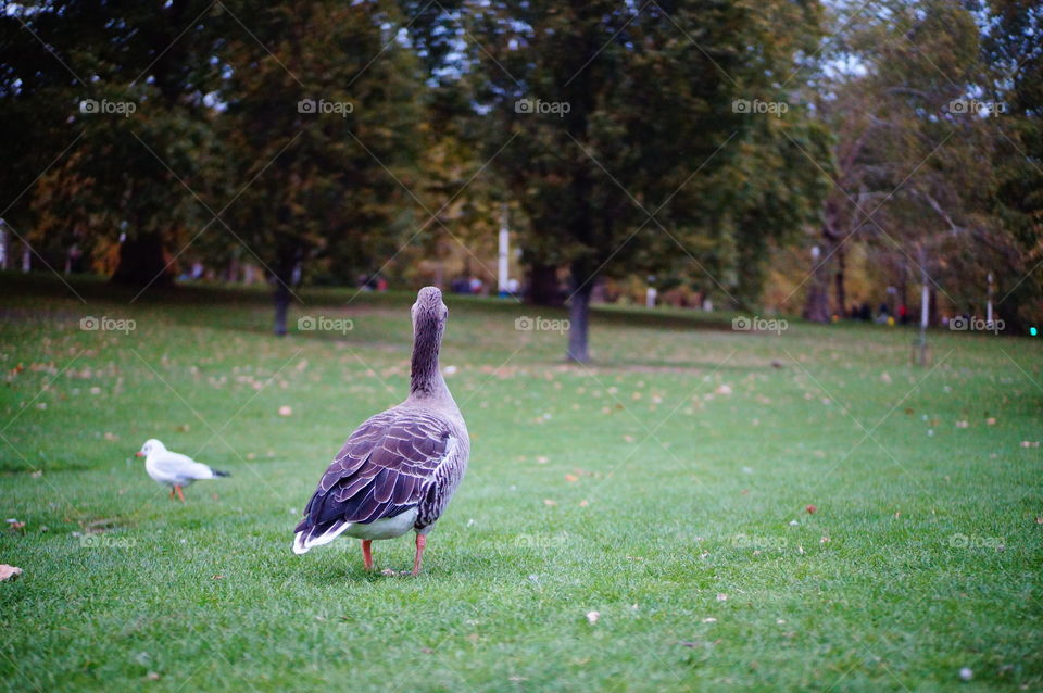 A duck at St. James Park