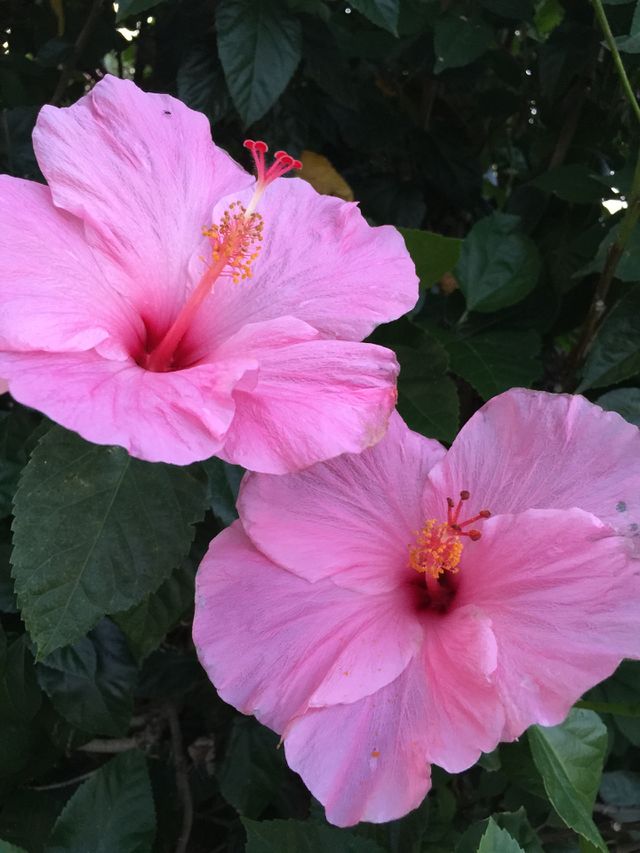 Twin Pink Beauty