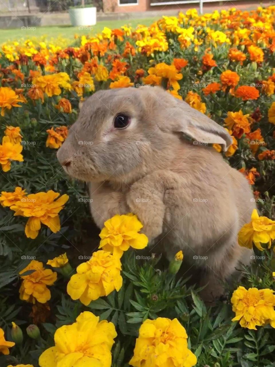 Bunny flowers