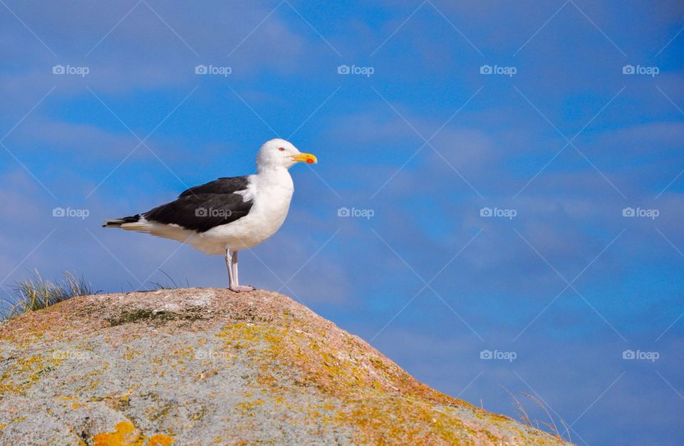 Seagull perching on rock