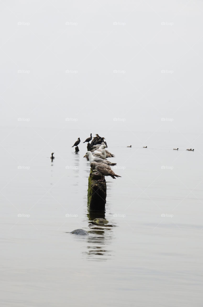 foggy day at the Baltic sea coast in Poland