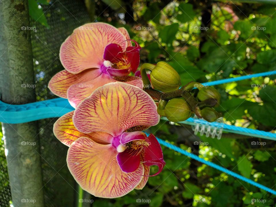 exotic orchids