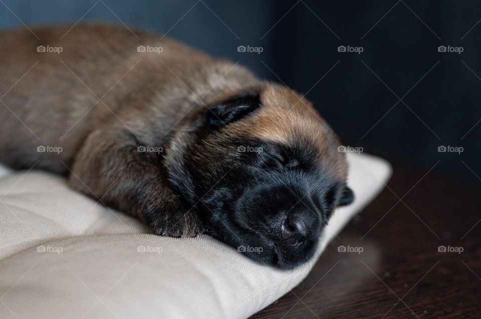 Cute malinois puppy sleeping on the beige pillow. close up photo of a dog having a nap