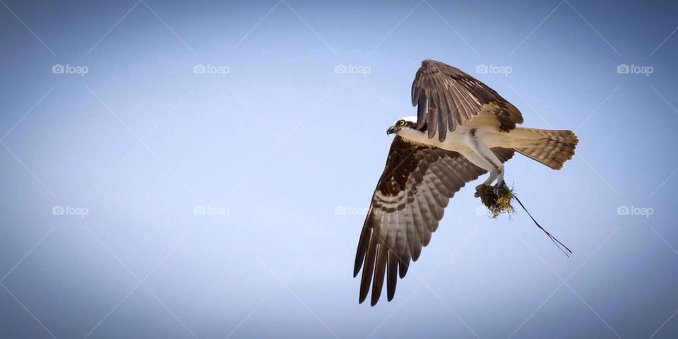 Osprey