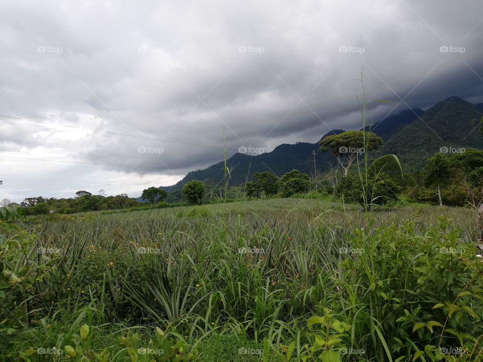 pinnaple field, Honduras