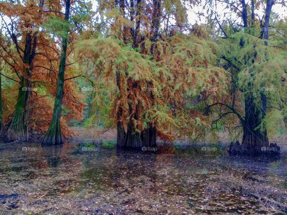 trees With autumn colors in water swamp