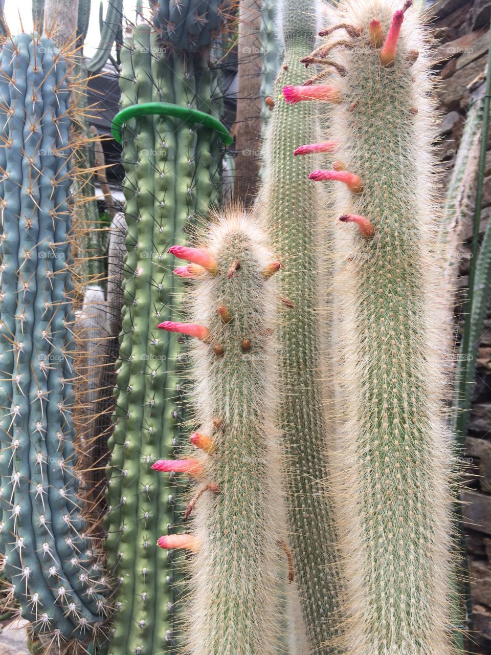 Cactus