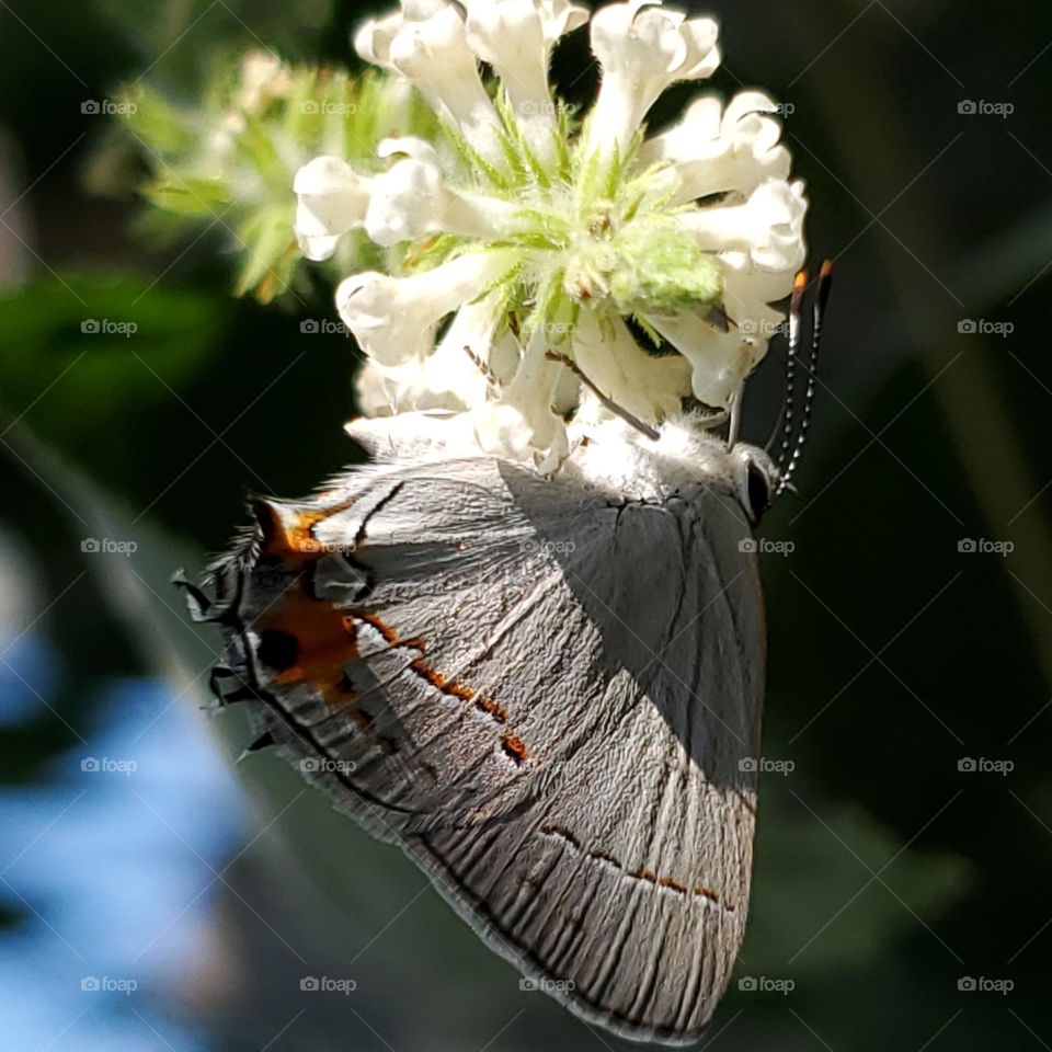 A tiny gray streak butterfly illuminated by sunlight while feeding on a sweet almond verbena cluster flower