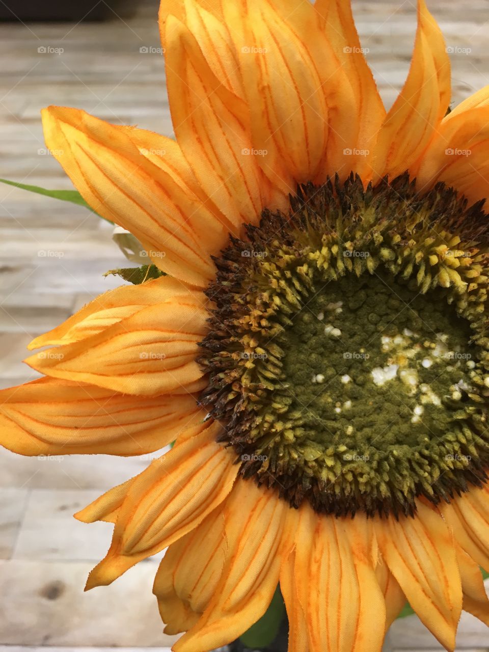 This gorgeous sun flower represents a yellowish ton of yellow 