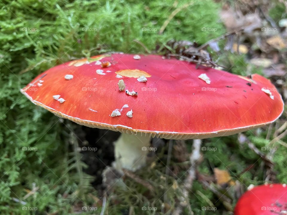 Magic Fairytale Mushroom 🍄