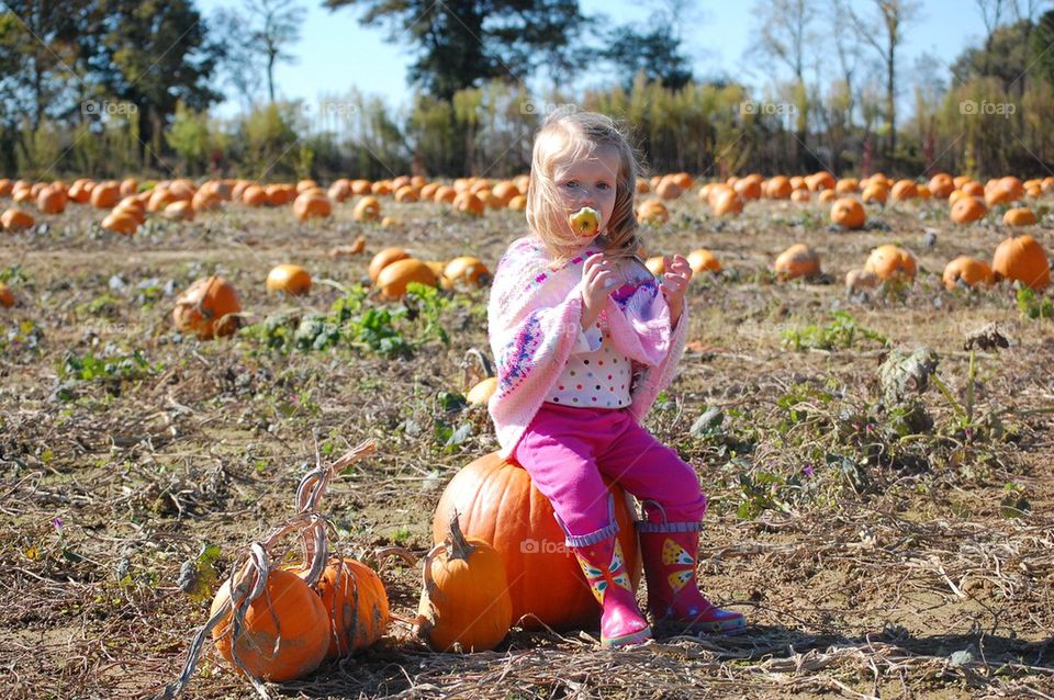 Pumpkin patch 